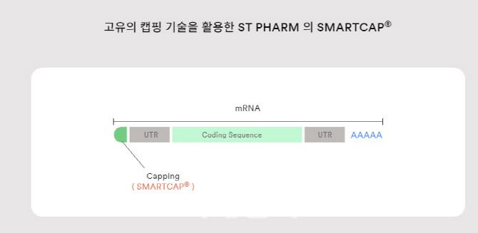 에스티팜은 mRNA 분해를 막고 안정적인 효능을 내는 캡핑(스마트캡)을 독자 개발했다. (제공=에스티팜)