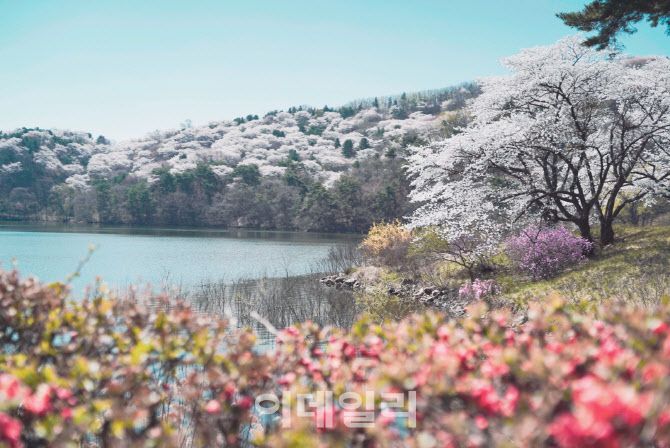 호암미술관 희원 앞 벚꽃 풍경 (사진=삼성물산)