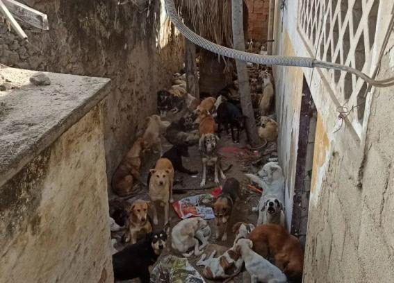 개들을 잡아다 가둬두는 곳. 이곳에서 굶주리다 다친 개가 먹이로 던져지면 서로 물고뜯기도 한다. (사진=더선)
