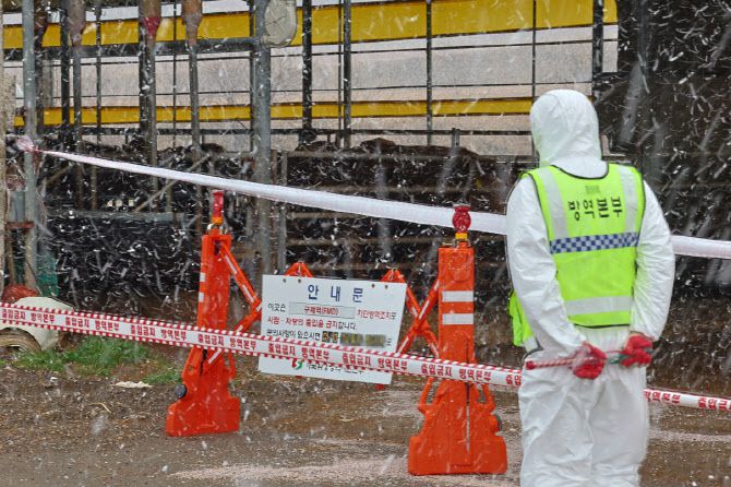18일 구제역이 발생한 전남 영암군 한 한우농장 앞에서 방역 당국 관계자가 출입 통제하고 있다. (사진=연합뉴스)