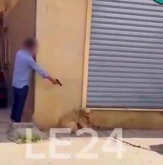 한 남성이 줄에 묶여 있는 개를 향해 총구를 겨누고 있다. (사진=더선)