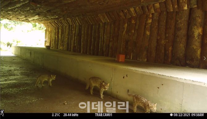 2022년 8월 소백산국립공원에서 촬영된 영상 중 일부. 어미와 새끼 삵이 함께 이동하는 모습.(사진=환경부)