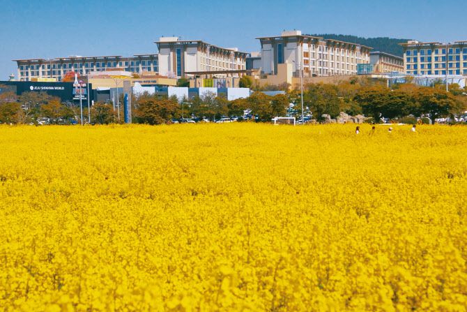 제주신화월드의 ‘신화가든’에 펼쳐진 유채꽃