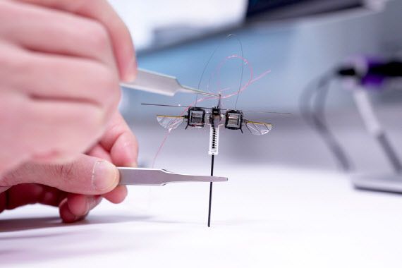 미국 매사추세츠 공과대학(MIT) 연구진이 개발한 곤충 모양의 초소형 점프 로봇.(사진=MIT News)
