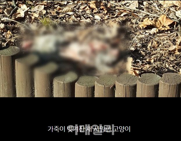 지난 2월 동물보호단체 동물자유연대에 제보가 들어온 길고양이 급식소 근처에서 살해된 채 발견된 고양이의 모습(사진=동물자유연대)