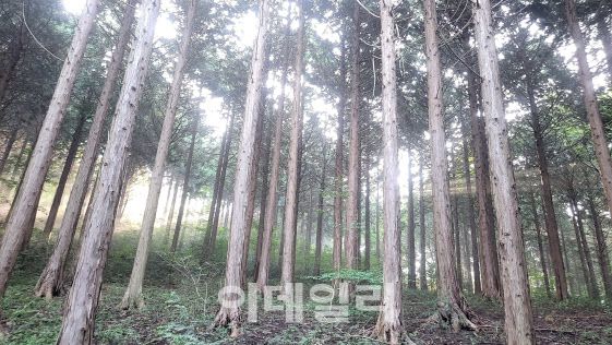 전남 순천의 백이산편백숲 전경. (사진=백이산편백 제공)