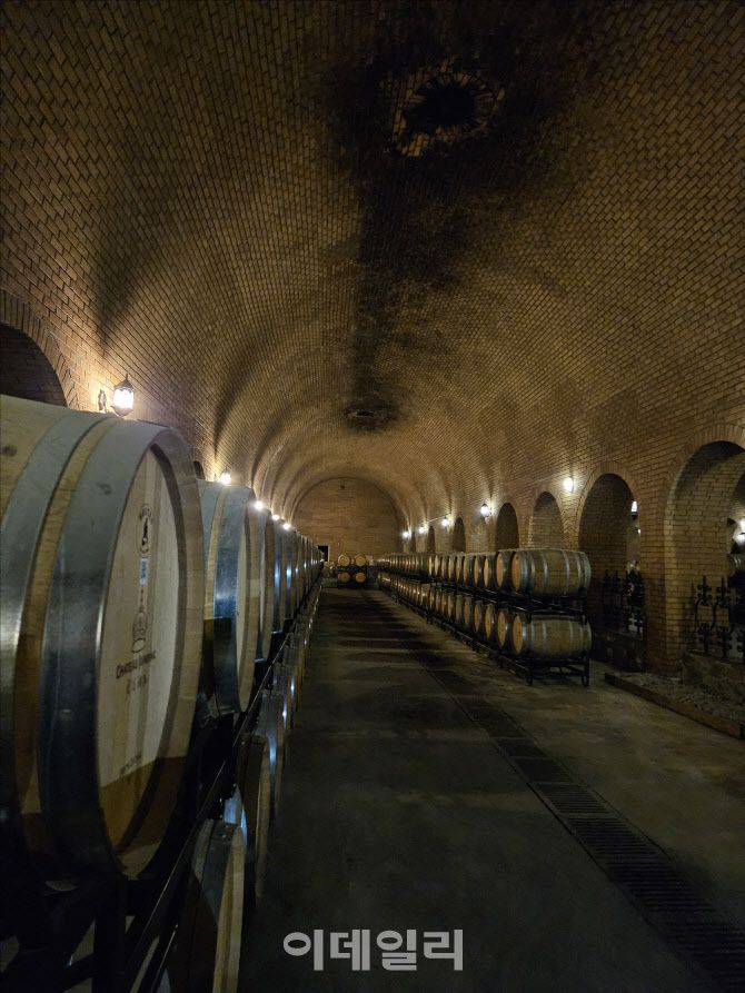 쥔딩 와이너리 지하 숙성고에서 와인을 담은 오크통이 놓여 있다. (사진=이데일리 이명철 특파원)