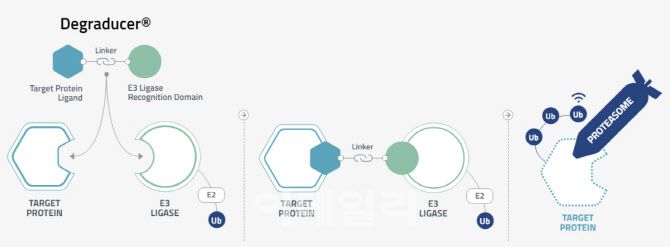 혈액암치료제 후보물질 UBX-303-1에는 유빅스테라퓨틱스의 자체 TPD 플랫폼 기술 ‘디그레이듀서’가 적용돼 있다. (자료=유빅스테라퓨틱스)