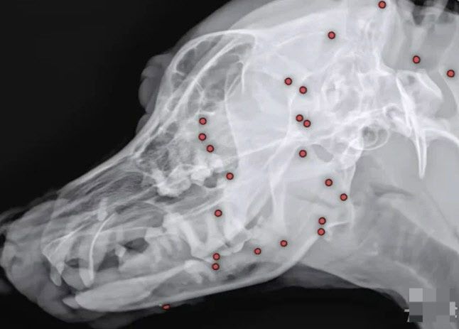 수술 후 백구의 얼굴 부분에서만 총알 26개가 제거됐다. 백구의 엑스레이 사진. (사진=VIP동물동물의료센터)