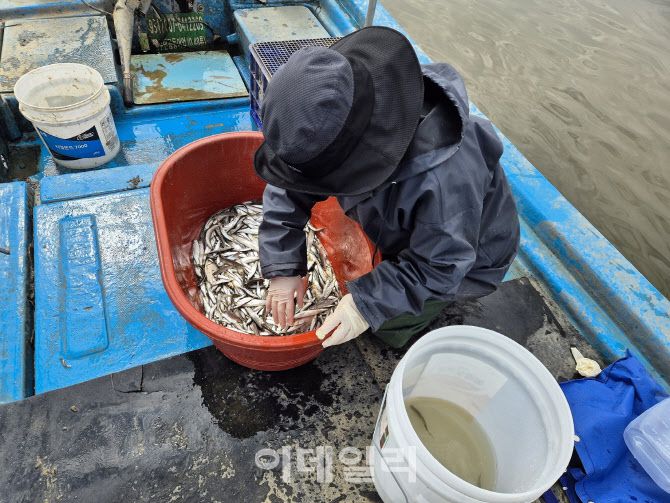지난 3월 경기도해양수산자원연구소 관계자들이 남양호에서 채집한 민물고기를 살펴보고 있다. 연구소는 지난 5년간 남양호에 빙어 치어 314만 마리를 방류했으나 올해 조사에서 더이상 빙어가 서식하지 않고 있는 것으로 파악되고 있다. (사진=경기도해양수산자원연구소)