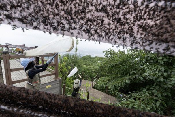인천 계양구 계양산에서 러브버그(붉은등우단털파리) 성체를 제거하는 환경부 및 소속기관 직원들. (사진=뉴시스)