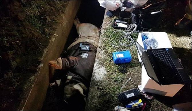 ‘제주 보육교사 살인’ 사건 재조사에 나선 제주 경찰이 사망 시점을 밝혀 내기 위해 2018년 1월 시신이 발견된 배수로에서 돼지를 이용한 부패 실험을 하는 모습 (사진=제주경찰)