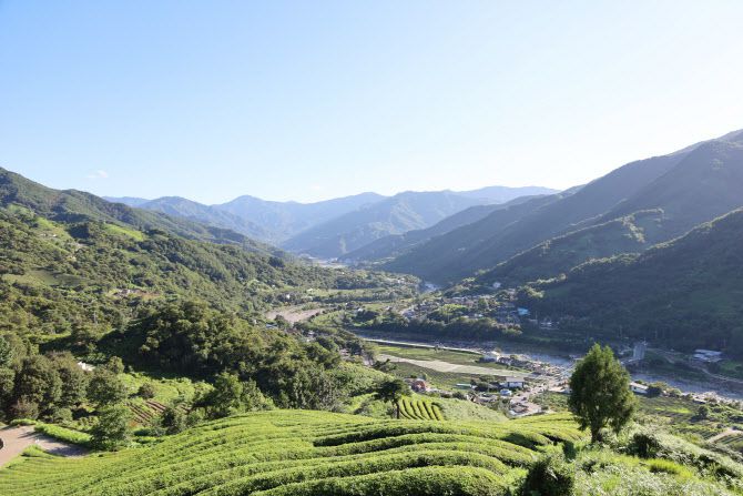 화개면 일대 (사진=한국관광공사)