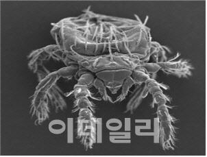 털진드기 유충 전자현미경 사진(질병청 제공)