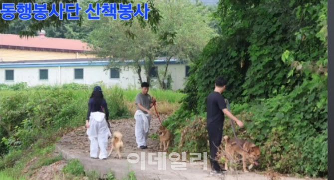 경기도 용인시 유기동물 행강 보호소의 개들을 시민들이 산책 시키며 봉사하고 있는 모습(사진=행강 유튜브 영상 캡처)