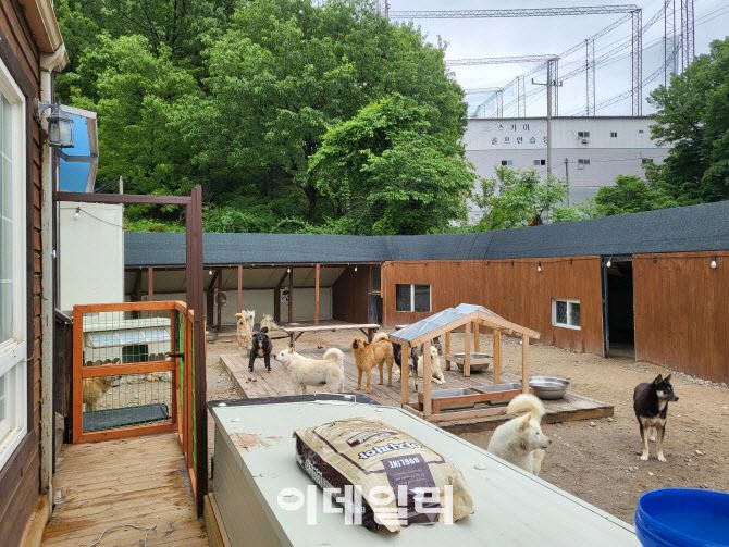 유기견 숲 대형 견사 모습. 박소장은 대형견들이 뛰어놀 수 있는 야외를 제공하고 실내 견사를 직접 지었다고 한다. (사진=박지애 기자)