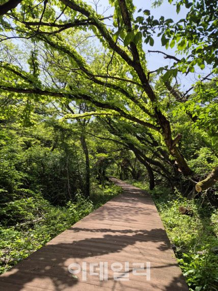 제주 한라산둘레길 7구간길. (사진=산림청 제공)