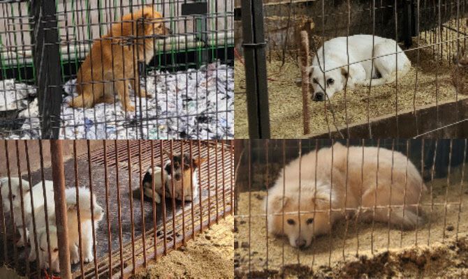 열악한 환경의 지자체 한 동물보호센터의 모습. 해당 보호센터는 지난해 동물보호단체에 의해 개들이 구조되기도 했다. (사진=박지애 기자)