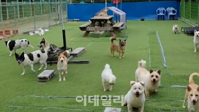 경기도 용인시의 민간동물보호소인 행강 보호소의 모습(사진=행강)