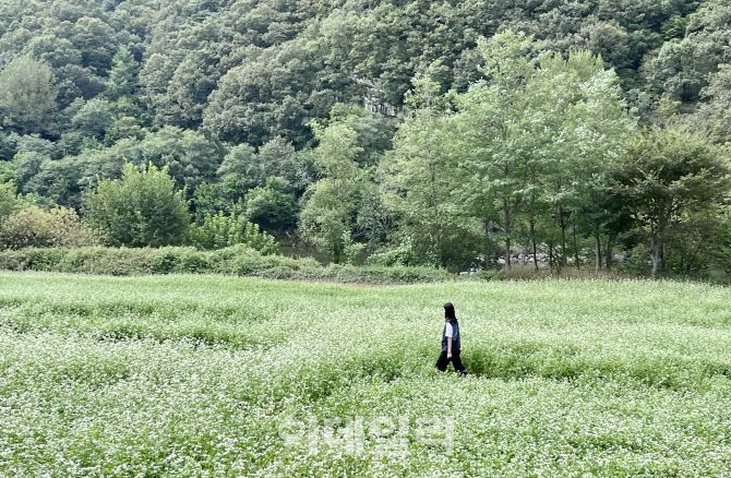 맹개마을의 3만 평 매밀밭 (사진=이민하 기자)