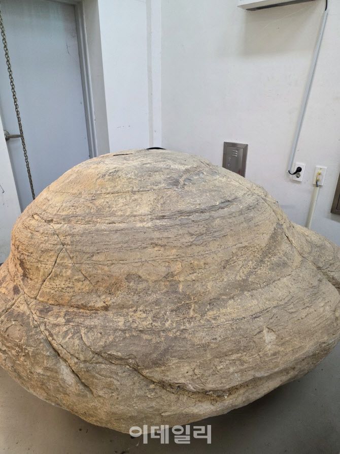 포항 신생대 두호층 결핵체. (사진=국가유산청)