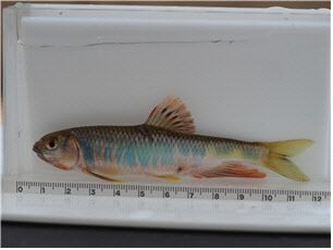 피라미(우점종)