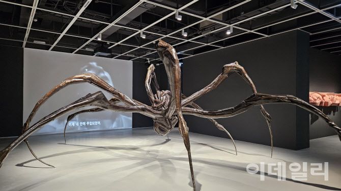 [‘2025년 미술계’ 한 장면②] 현대미술의 거장 루이즈 부르주아의 70여년 작품세계를 좇는 대규모 회고전 ‘루이즈 부르주아: 덧없고 영원한’ 전 전경. 일생을 짓누른 증오·분노·우울 등을 조각·회화·설치작품 등에 녹여내며 되레 트라우마에 손을 내밀었던 작가다.경기 용인시 호암미술관에 설치된 부르주아의 걸작 중 청동조각 ‘웅크린 거미’(2003). 부르주아가 제작한 퍼포먼스 영상(1978)을 배경으로 섰다(사진=오현주 문화전문기자).