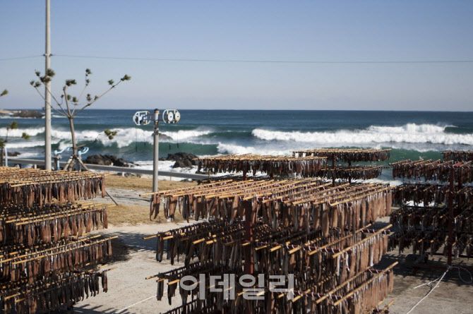 구룡포 덕장에서 과메기가 해풍에 건조되고 있는 포항의 겨울 풍경.(사진=포항시 제공)