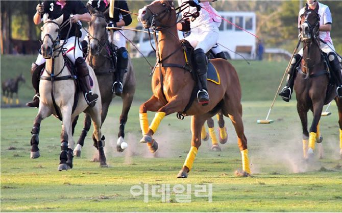 폴로 경기 모습(사진=경북도 제공)