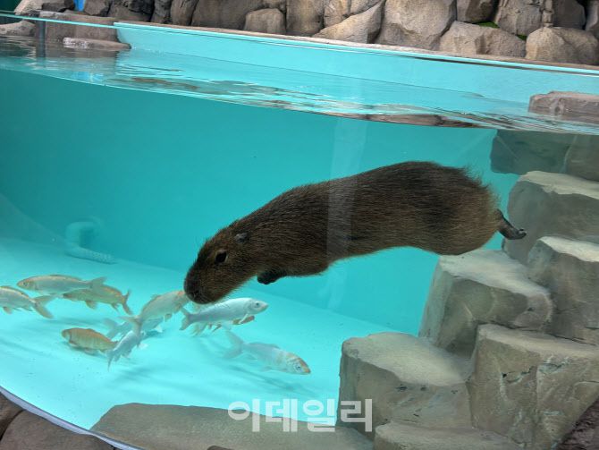 수조에서 수영을 하고 있는 바라 (사진=롯데월드 아쿠아리움)