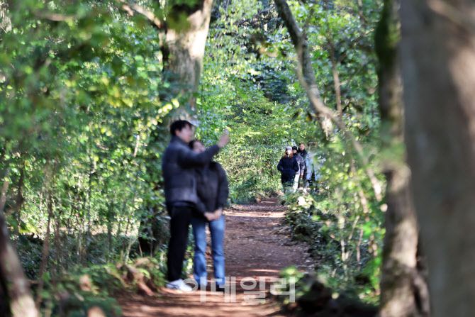 겨울에도 녹음이 짙게 내려앉은 제주 평대리 비자나무숲(비자림)에서 사진을 찍고 있는 관광객들