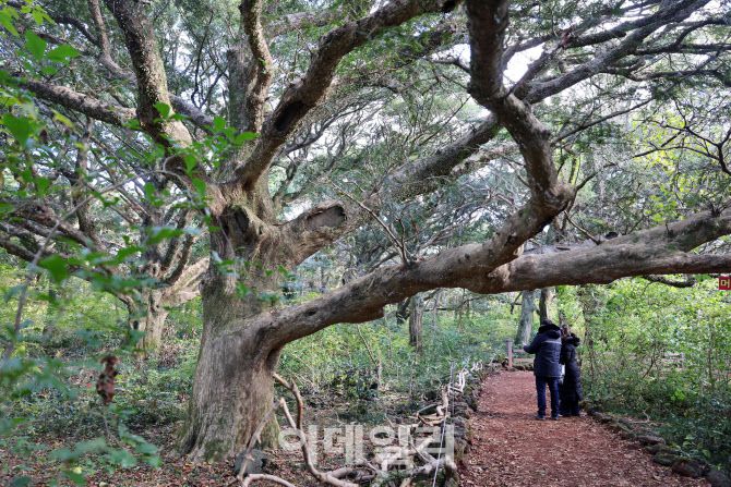 겨울에도 녹음이 짙게 내려앉은 제주 평대리 비자나무숲(비자림)을 거닐고 있는 관광객들