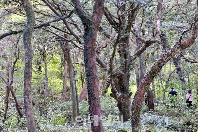 겨울에도 녹음이 짙게 내려앉은 제주 평대리 비자나무숲(비자림)을 거닐고 있는 관광객들