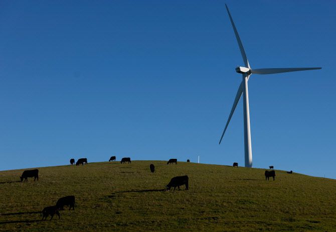 지난 13일(현지시간) 미국 캘리포니아주 리버모어 알타몬트 패스 풍력발전단지의 풍력 터빈 인근에서 소들이 풀을 뜯고 있다. (사진=AFP)