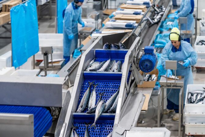 자동화 처리 과정을 거쳐 급랭 상태로 수출된 노르웨이 고등어는 일 년 내내 일정한 품질을 유지할 수 있다. (사진=노르웨이수산물위원회 제공)