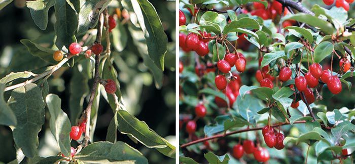 보리수나무 열매(왼쪽), 뜰보리수 열매