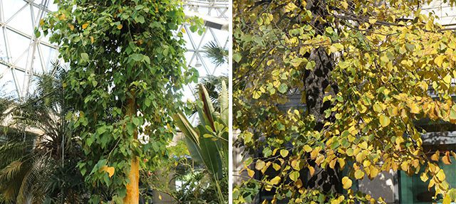 인도보리수(왼쪽), 린덴바움(유럽피나무)