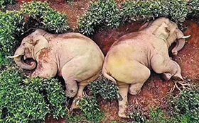 차밭에 누워 있는 코끼리들. 코로나로 사람들이 사회적 격리에 들어간 상황에서 코끼리들이 중국 윈난성의 한 마을에 침입해 곡주 30㎏을 훔쳐 먹고 취한 모습이라고 인터넷에 퍼졌지만 가짜 뉴스로 확인됐다.