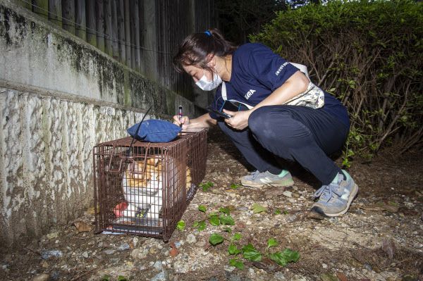 19일 오후 강남구의 한 재건축 아파트에서 동물권행동 카라 활동가가 종이에 포획된 고양이의 정보를 적고 있다. 이들은 고양이가 포획된 위치 등을 기록해뒀다가 중성화 수술이 끝나면 그 자리에 그대로 방사한다.