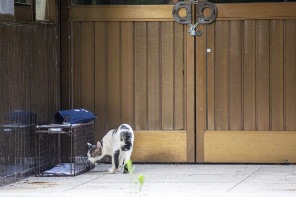 한 길고양이가 설치된 포획틀 주변을 맴돌며 먹이 냄새를 맡고 있다. 이 고양이는 결국 덫에 들어가지 않았다.