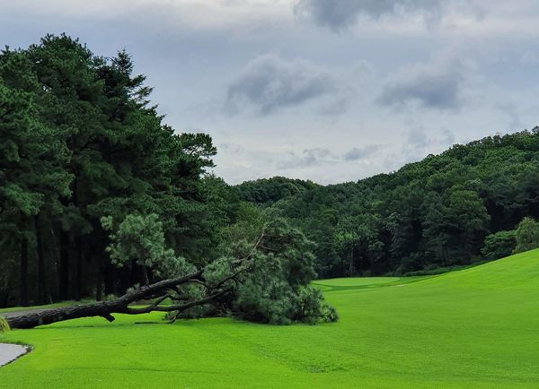 강풍 탓에 쓰러진 나무가 페어웨이에 있는 모습./대회조직위 제공