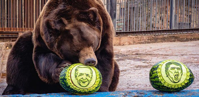 러시아 곰의 선택은 '바이든' - 22일(현지 시각) 러시아 크라스노야르스크에 있는 한 동물원에서 곰이 조 바이든(왼쪽) 민주당 대선 후보와 도널드 트럼프 미 대통령의 얼굴 그림이 붙여진 수박 중에서 바이든 수박을 골라서 물어뜯고 있다. 이 동물원에서는 그동안 재미 삼아 각종 동물들을 활용해 선거 결과를 예측했는데, 2016년 미 대선 때는 트럼프가 먼저 선택을 받았다고 현지 언론들은 전했다. /타스 연합뉴스