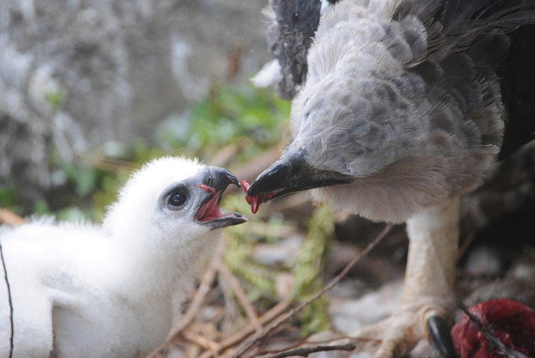 대형 수리류중 하나인 부채머리수리가 사냥한 먹잇감에서 살점을 떼어내어 새끼에게 먹이고 있다. /belizebudgetsuites