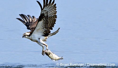 물수리가 날카로운 발톱으로 물고기를 나꿔채 둥지를 향하고 있다. /미국 뉴햄프셔주 자연보호국 홈페이지