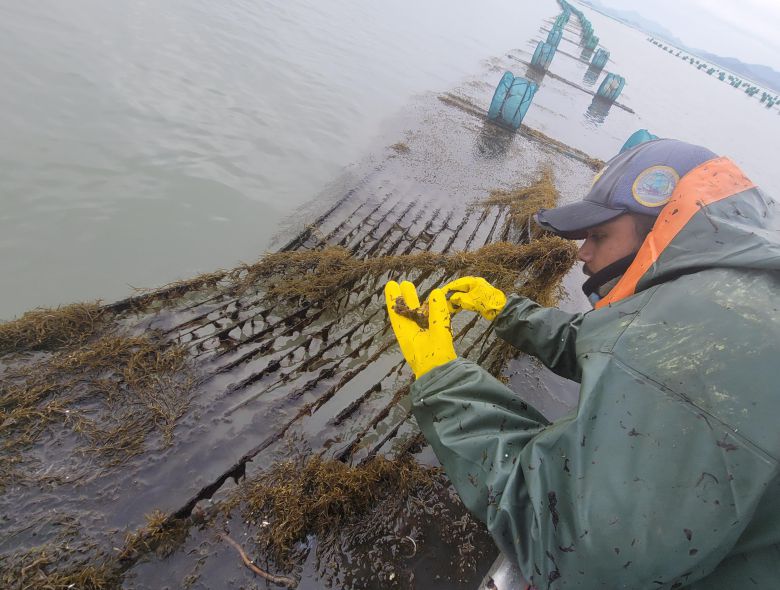 지난  21일 전남 신안군 안좌면 우목도 앞바다 김 양식장이 중국에서 밀려온 괭생이모자반으로 뒤덮여 있다./연합뉴스