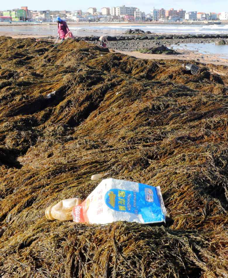 지난 19일 제주시 이호해수욕장에서 예년보다 일찍 밀려온 괭생이모자반 수거를 위해 제주시 관계자들이 괭생이모자반에 섞인 중국 해양쓰레기를 분리하고 있다./연합뉴스