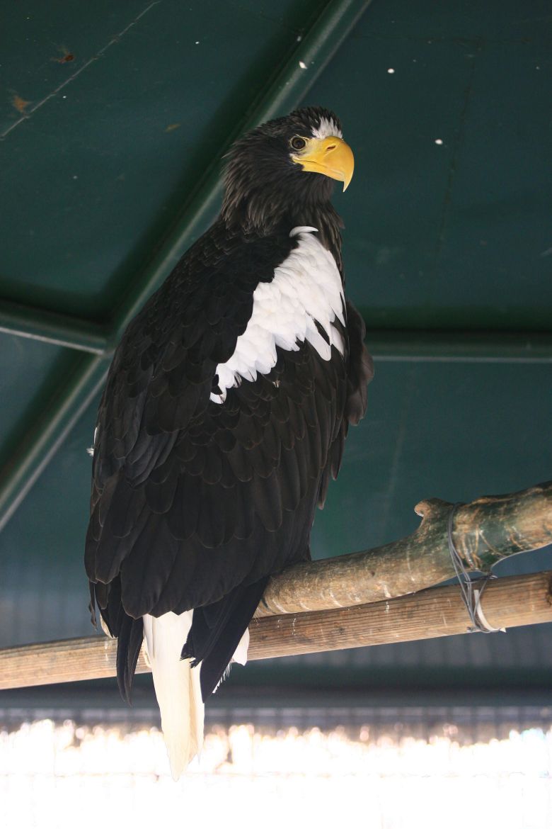 천연기념물로 보호받고 있는 참수리. 다른 수리류보다 유난히 크고 선명한 노란색의 부리가 특징이다. /문화재청 홈페이지