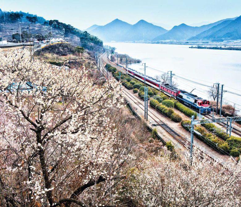 경남 양산시 원동면 일대에 백매(白梅)와 홍매(紅梅)가 흐드러지게 폈다. 경부선 원동역에서 매화 군락지까지는 200m. 낙동강 제방과 경부선을 낀 매화들은 코를 찌르는 향기로 상춘(賞春)을 알린다. 2019년. /김종연 영상미디어 기자