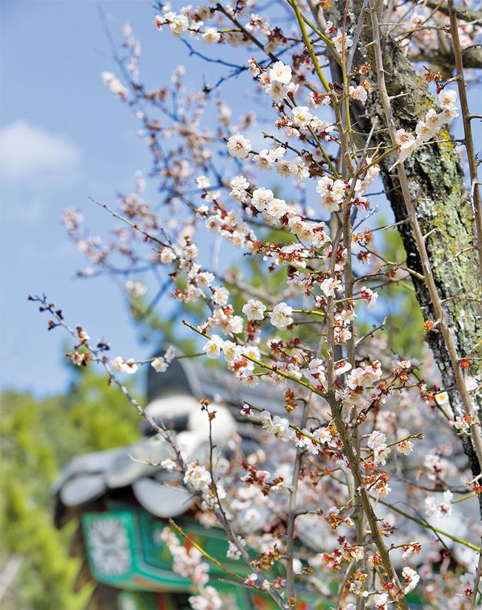 경남 산청군 산천재에 핀 남명매. 조선 명종 16년(1561) 때 남명 조식이 손수 심었다. 2019년. /김종연 영상미디어 기자