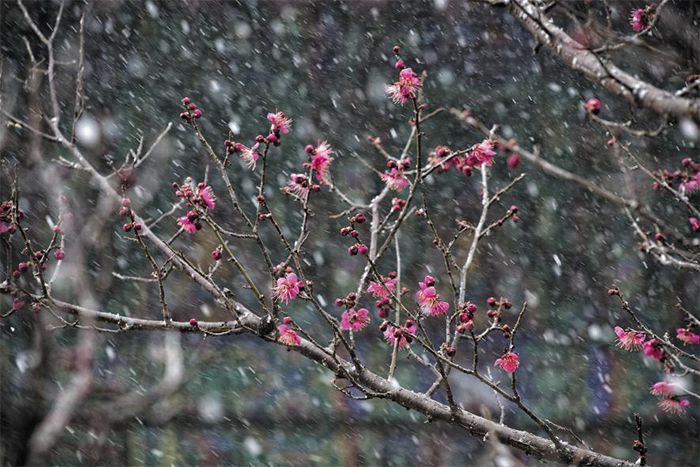 전남 순천시 금둔사의 매화. 음력 섣달 납월(臘月)에 일찍 핀다 해서 납월매라 한다. 2016년. /김종연 영상미디어 기자